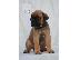 PoulaTo: Cane Corso